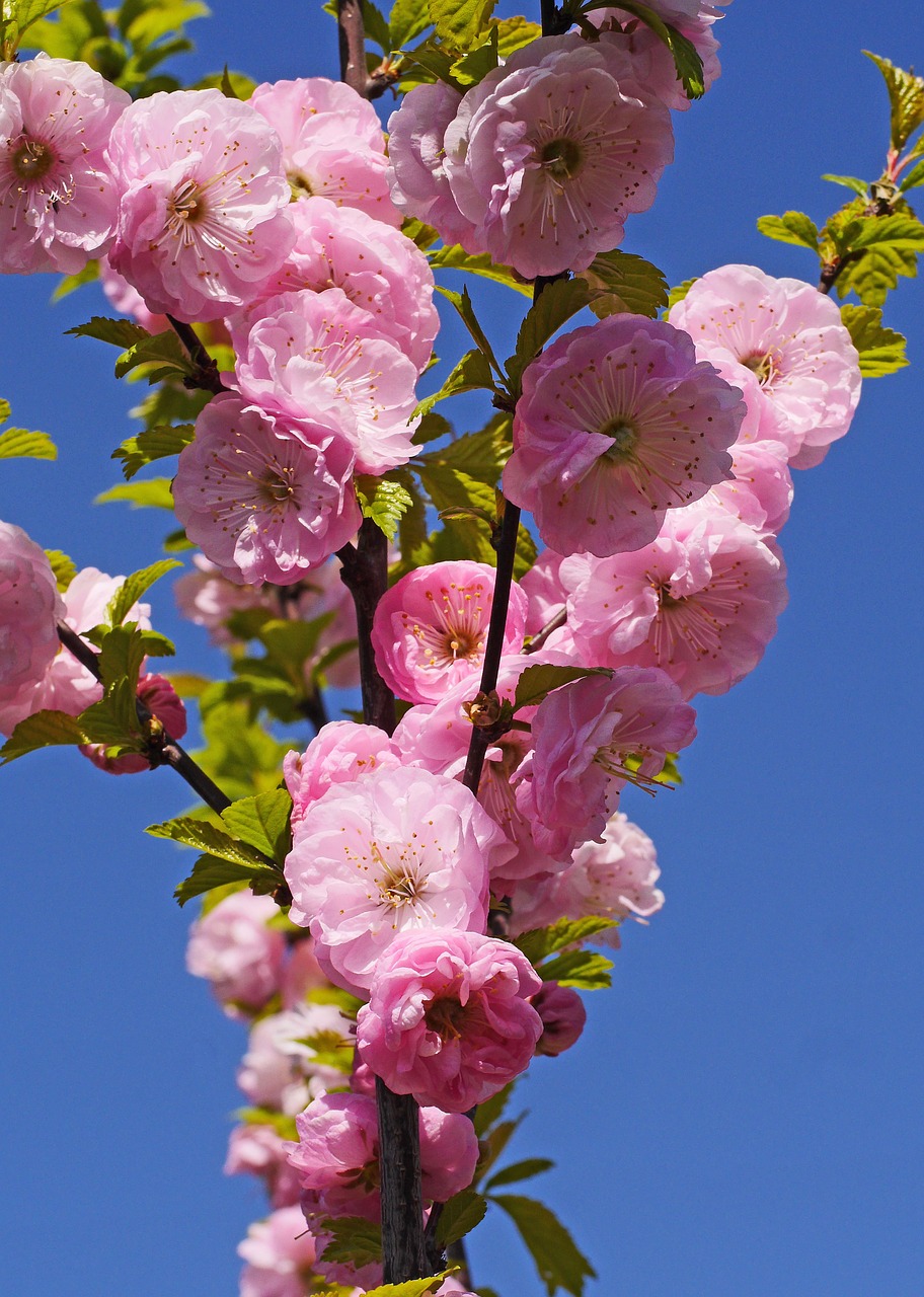 almond blossom spring flowering twig free photo