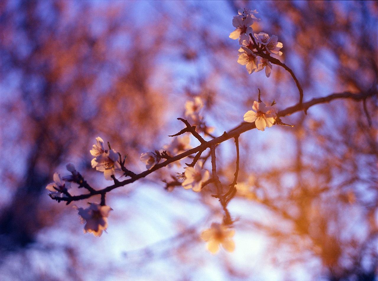 almond blossom purple sunset free photo
