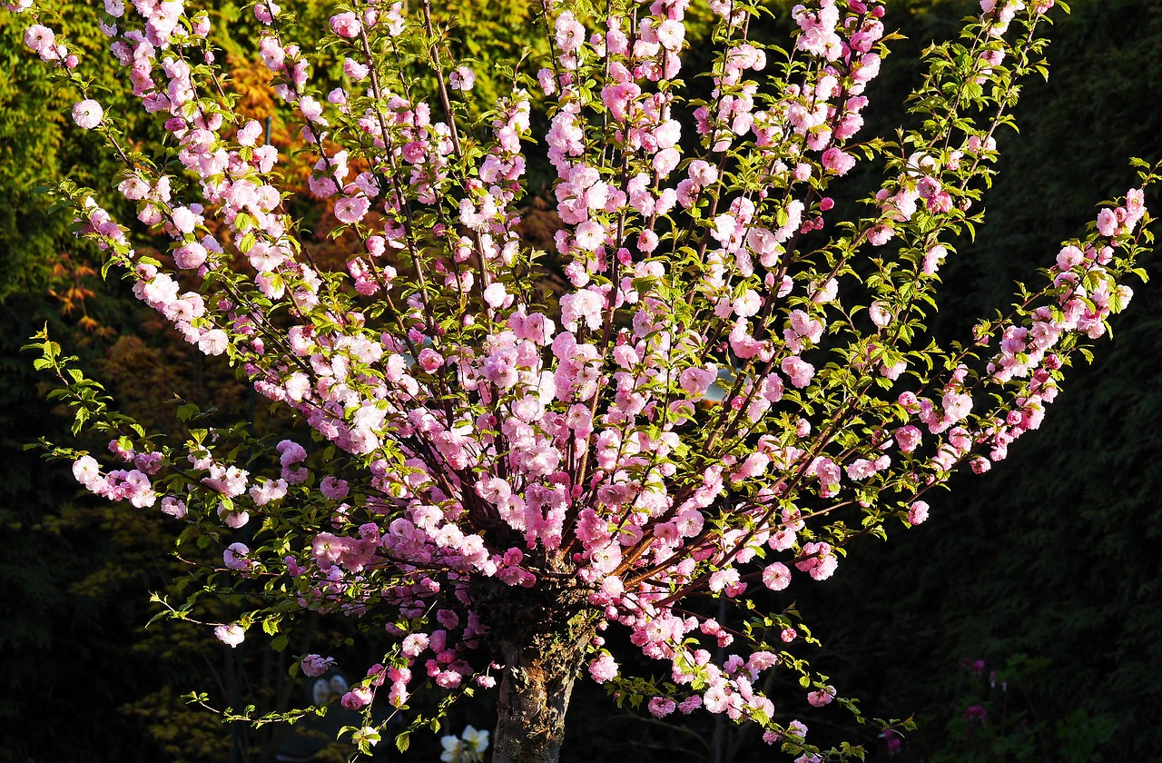 almond blossom ornamental shrub garden free photo