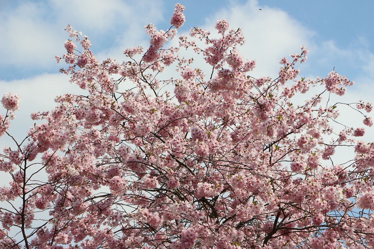 almond blossom may flowers flowers free photo