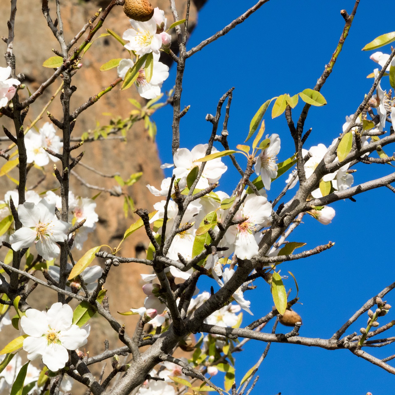 almond blossom spring spring awakening free photo
