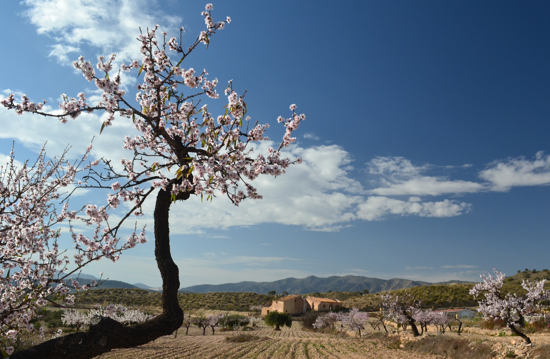 Миндальное дерево фото как цветет