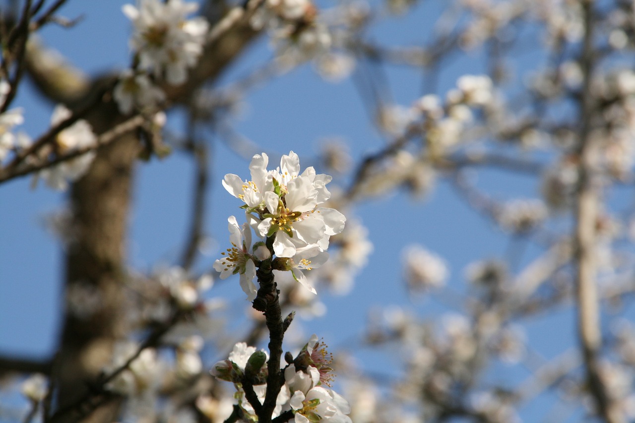 almond blossom spring nature free photo