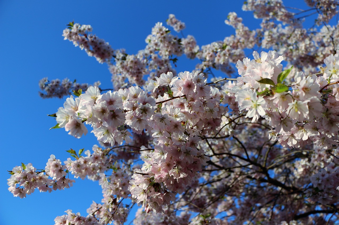 almond blossom mandelbaeumchen spring awakening free photo