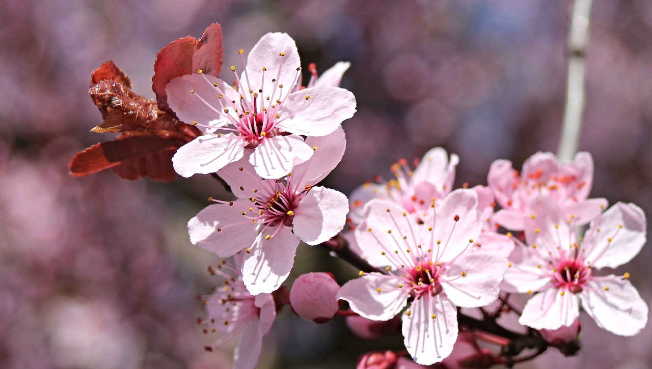 almond blossom almond tree spring free photo