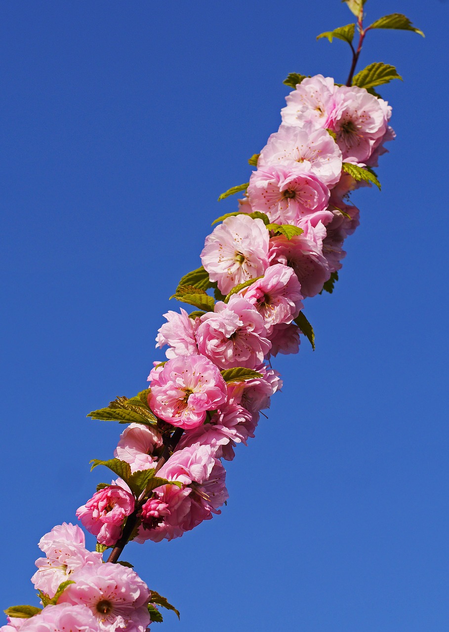 almond blossom branch flowers free photo