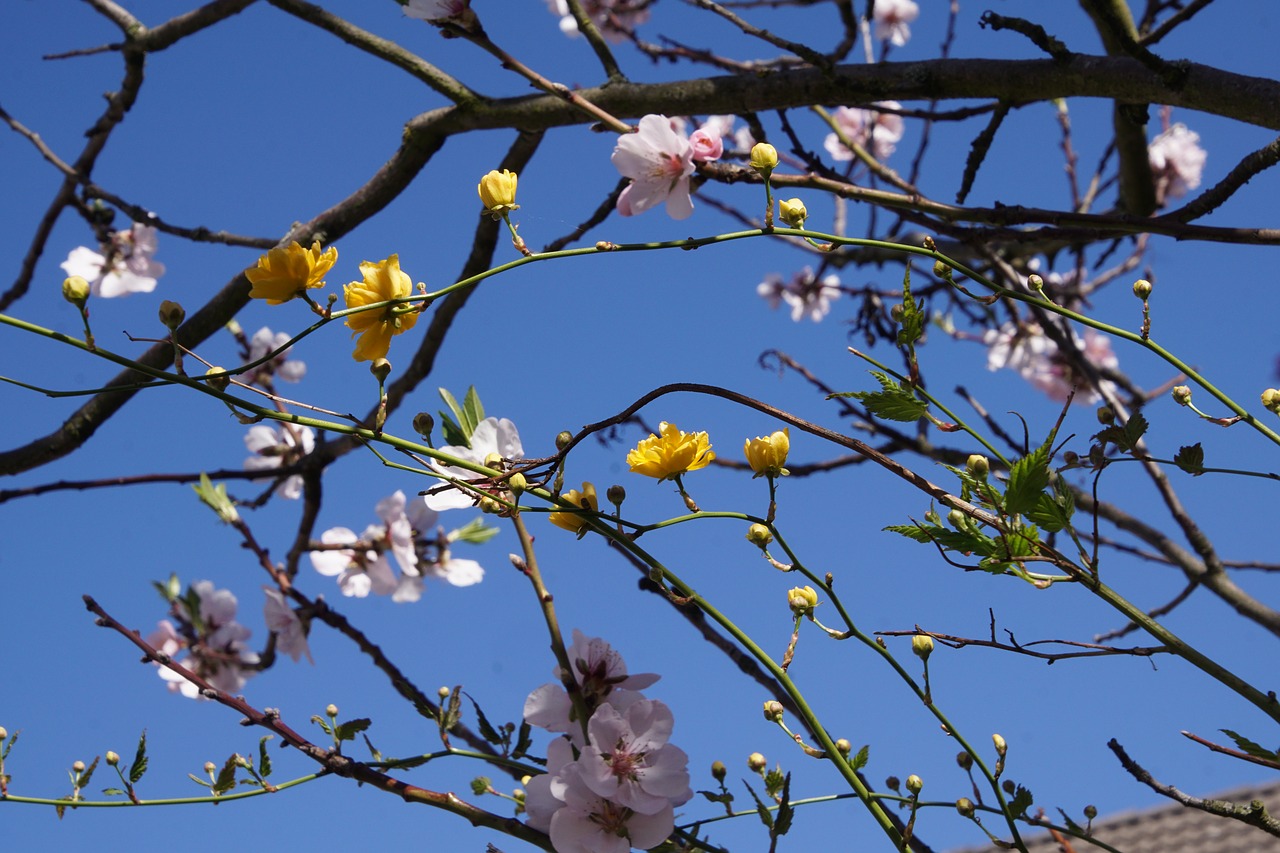 almond blossom blossom palatinate free photo