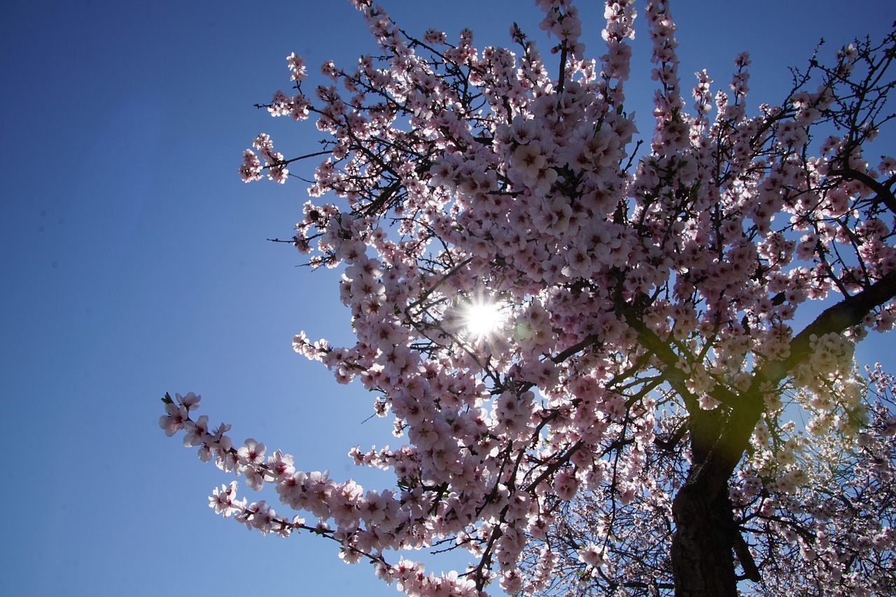 almond blossom blossom palatinate free photo