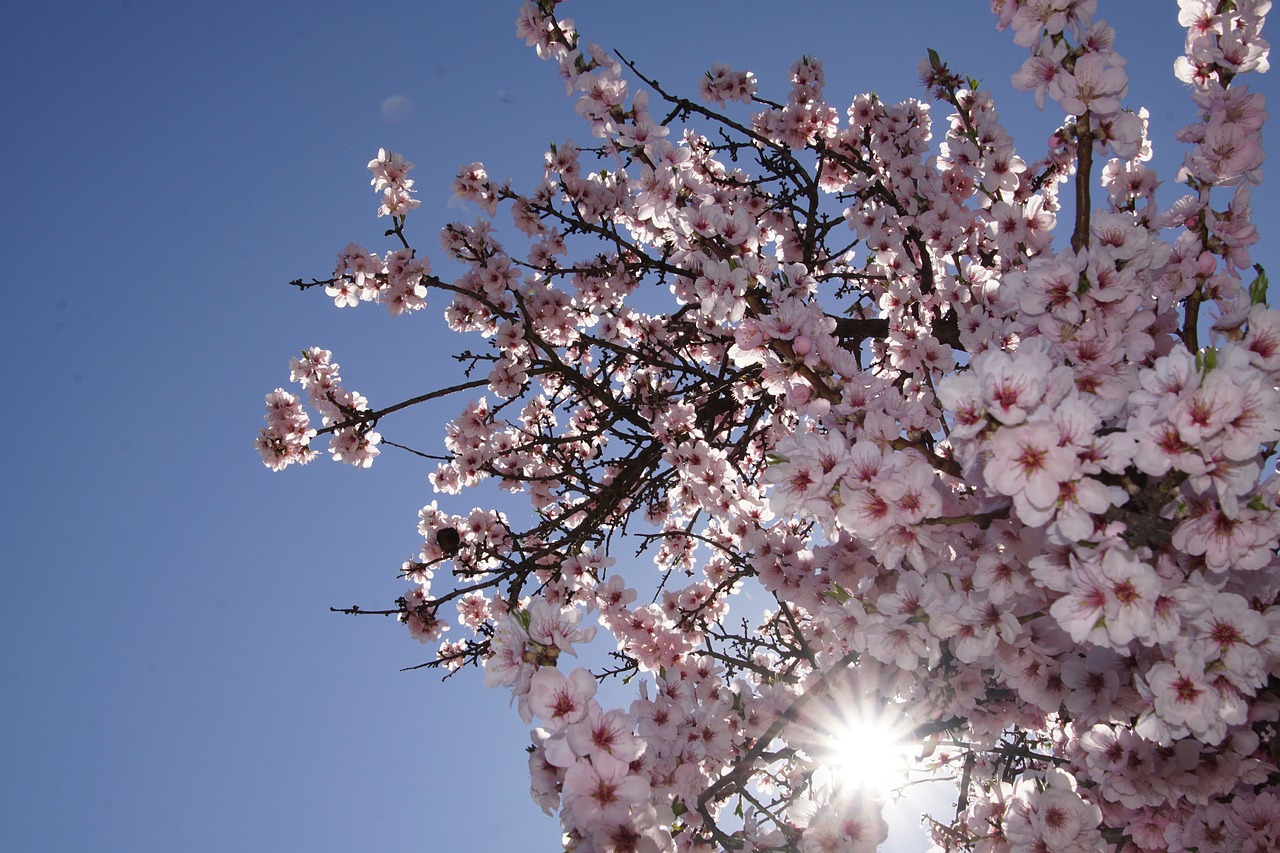 almond blossom blossom palatinate free photo