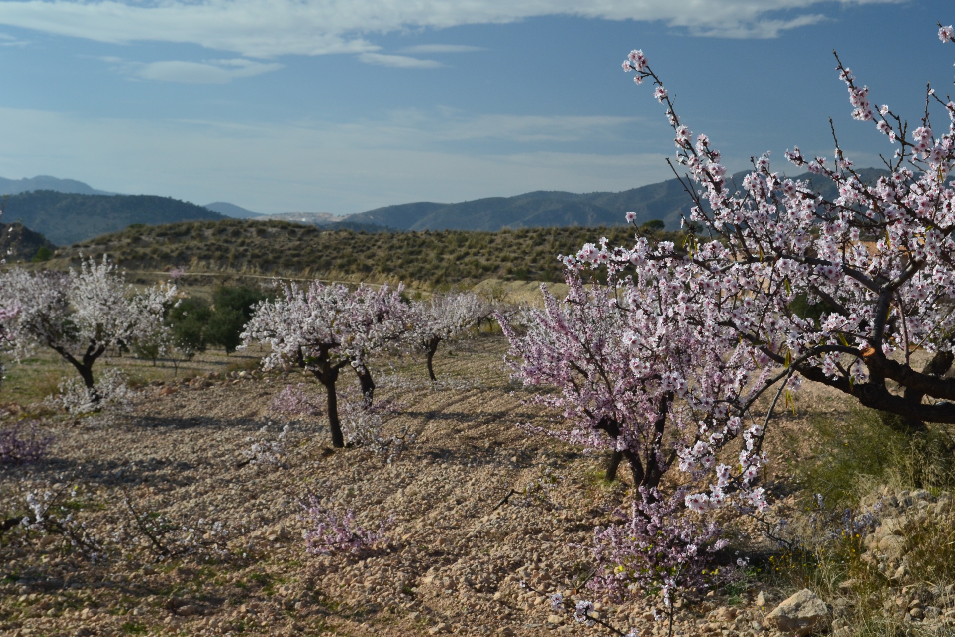 blossom almond blossom spring free photo