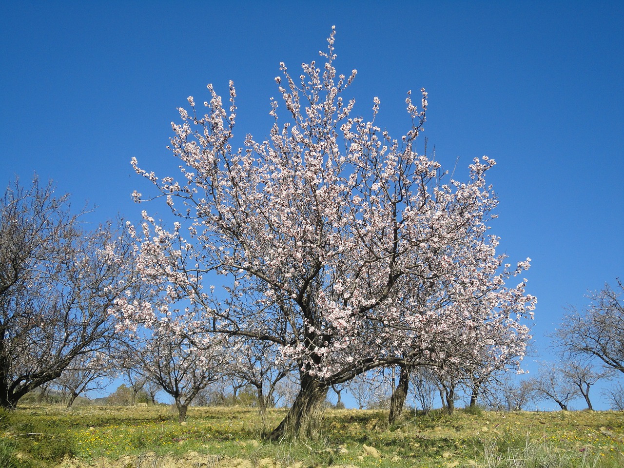 almond blossom spring spain free photo