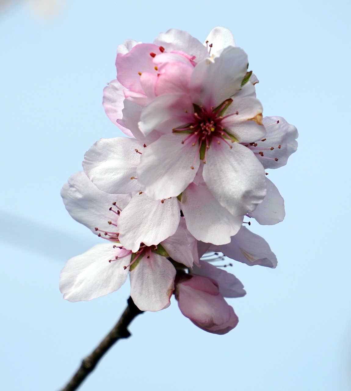 almond blossom  flower  cherry wood free photo