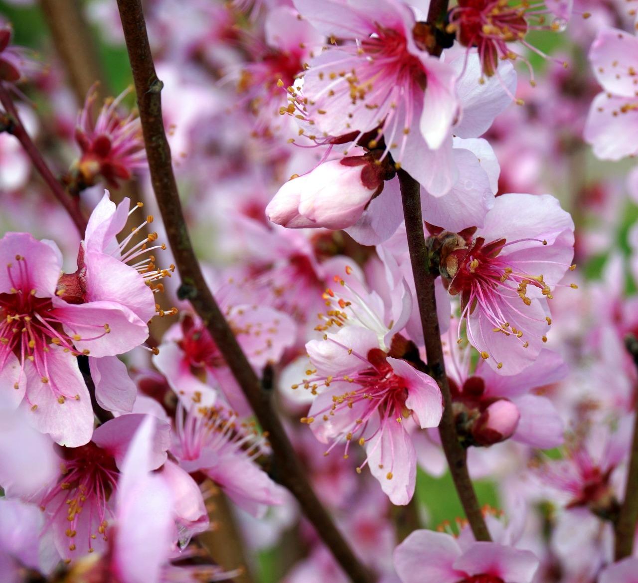 almond blossom  flower  cherry wood free photo