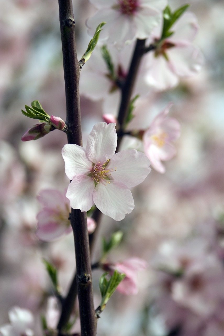 almond blossom  almond  blossom free photo