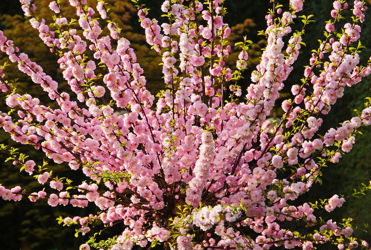 almond blossom  mandelbaeumchen  ornamental shrub free photo