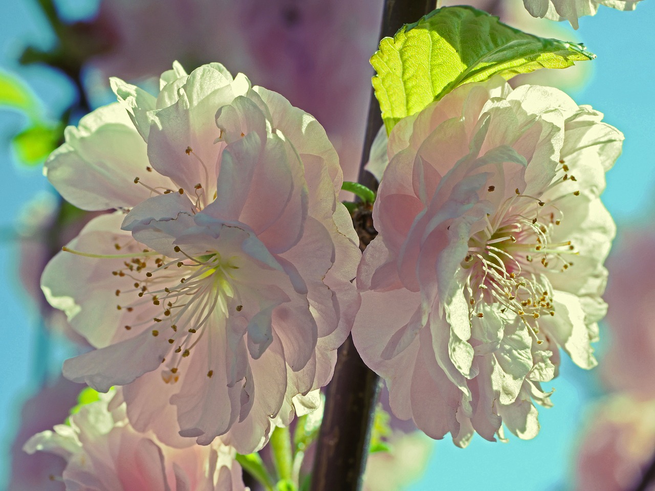 almond blossom  flowers  petals free photo