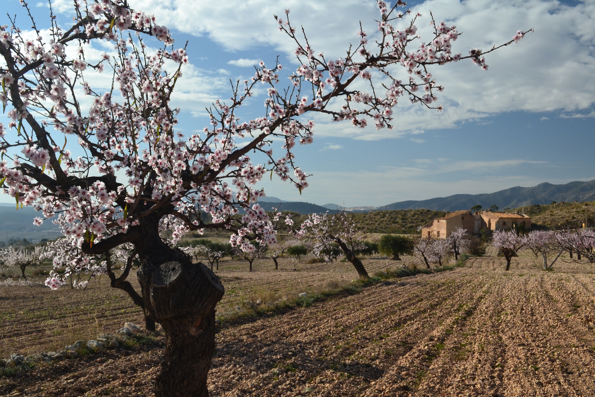 blossom almond blossom spring free photo