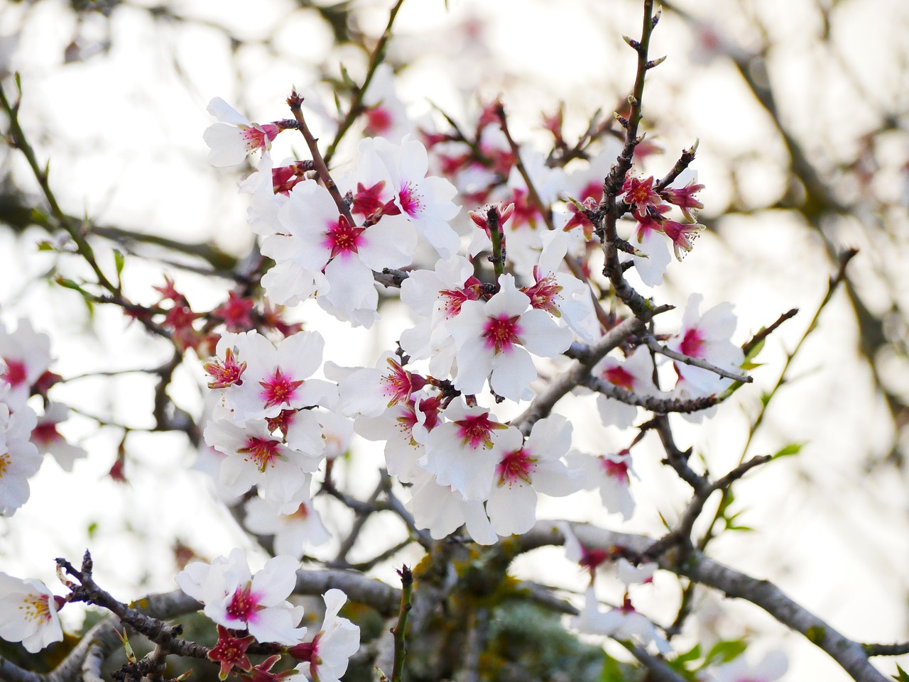 almond blossom  february  almond tree free photo