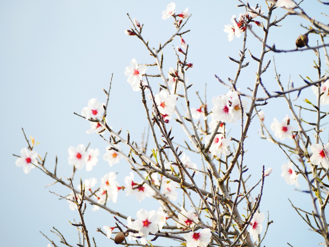 almond blossom  february  almond tree free photo