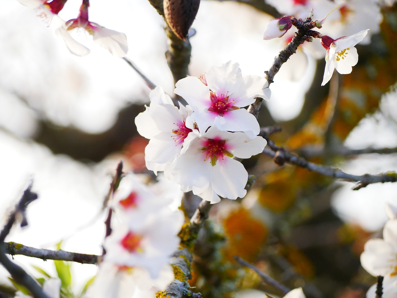 almond blossom  february  almond tree free photo