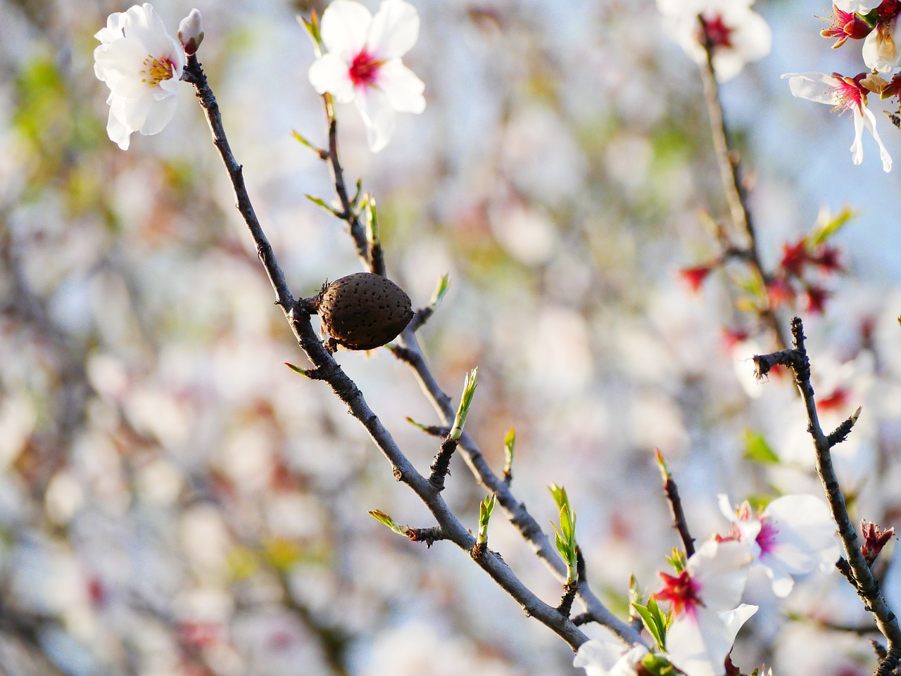 Цветущий миндаль. Цветение миндаля. Февральские цветы. Almond blossom