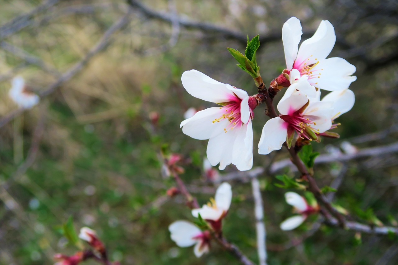 almond blossom  flower  spring free photo