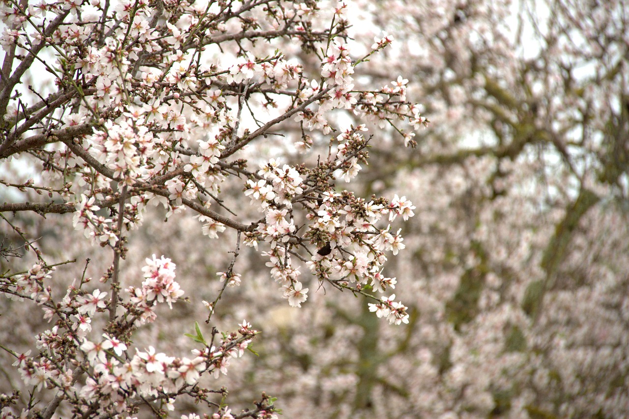 almond blossom  tree  mallorca free photo