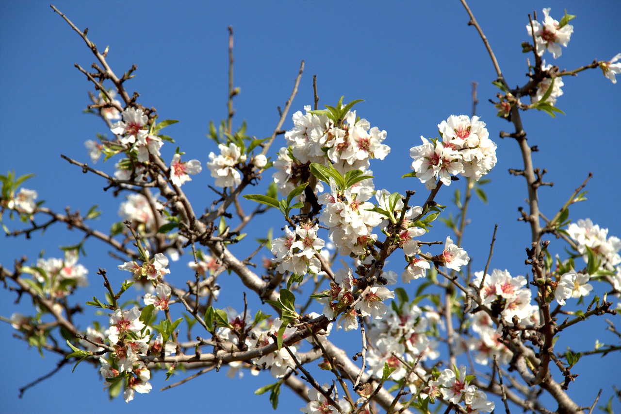almond blossom  tree  mallorca free photo