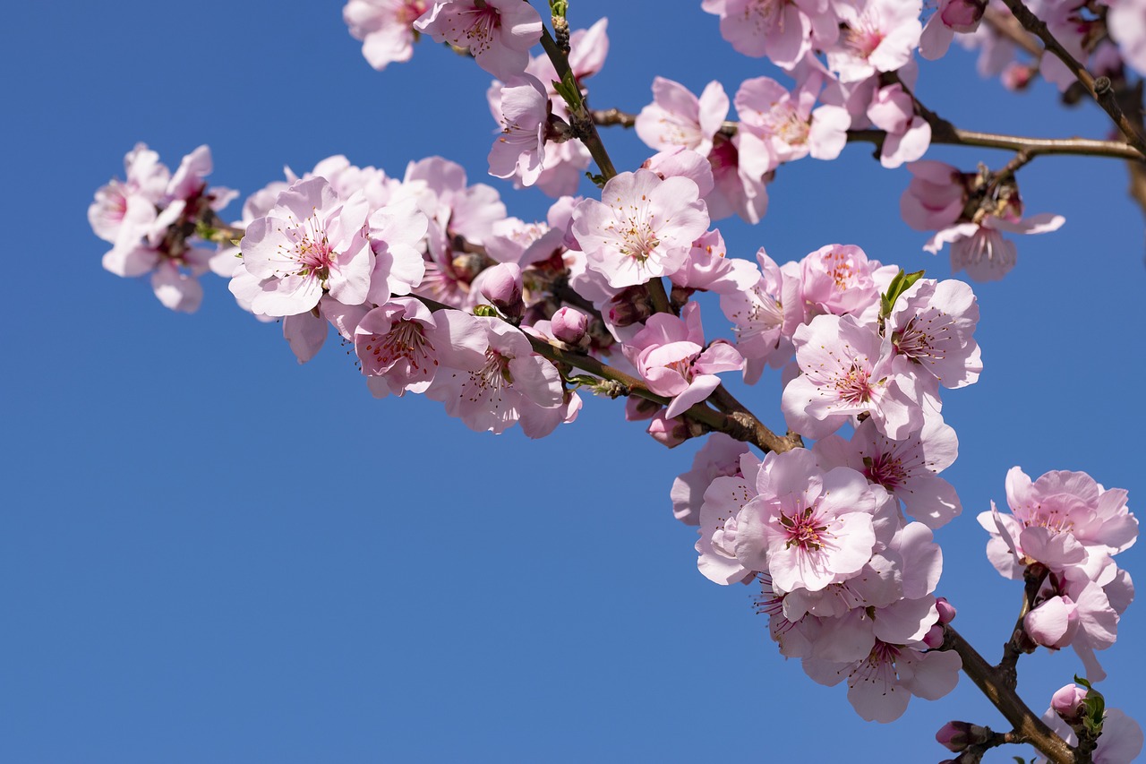 almond blossom  palatinate  blossom free photo