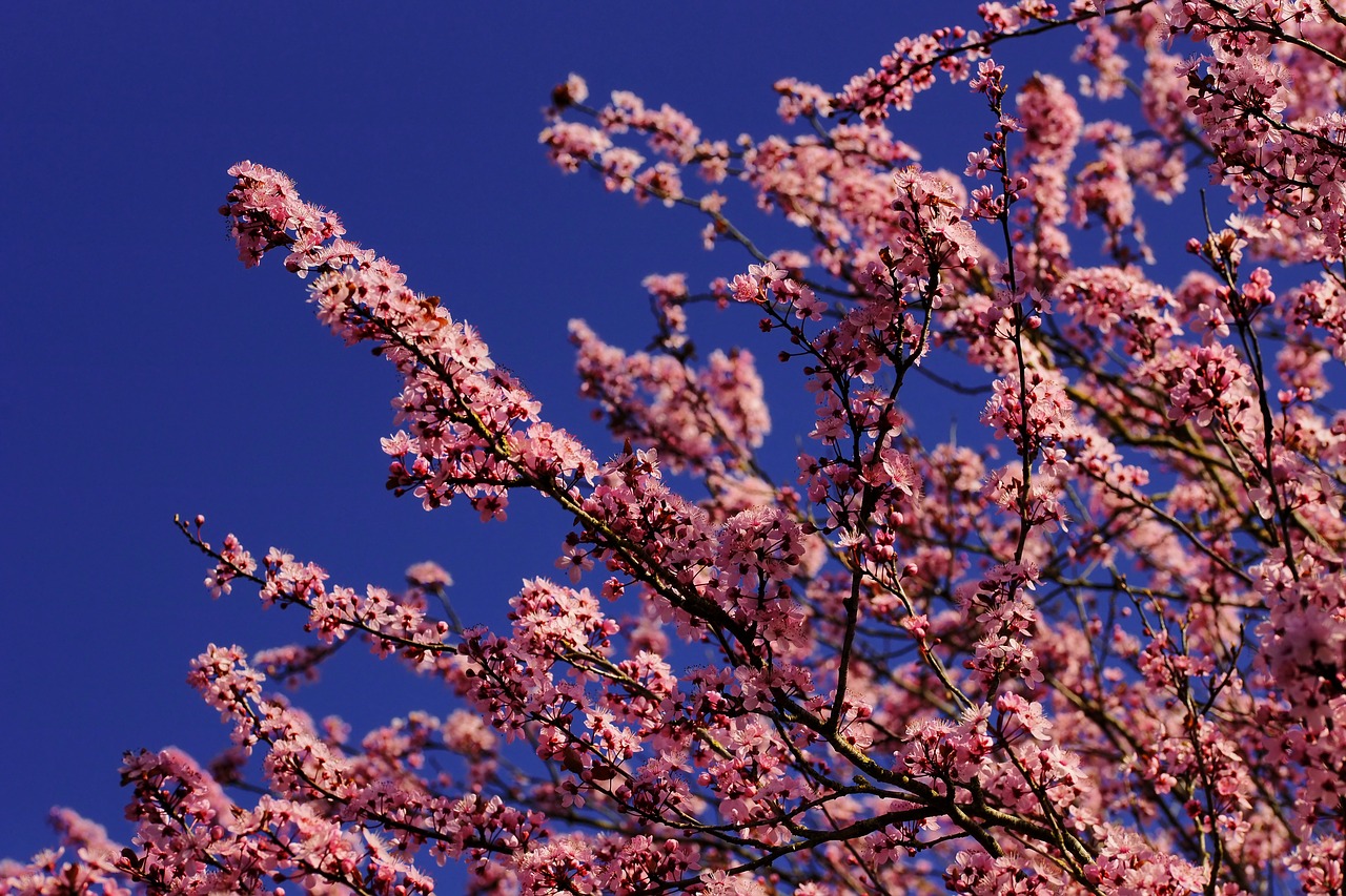 almond blossom  cherry blossom  japanese cherry trees free photo