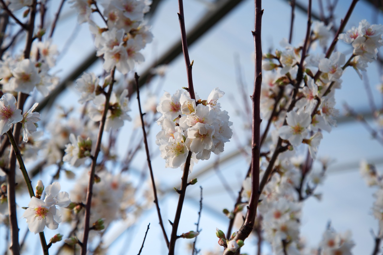 almond blossom  plant  nature free photo
