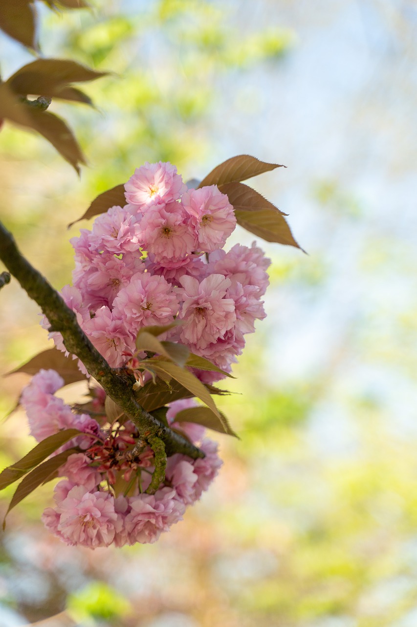 almond blossom  pink  spring free photo