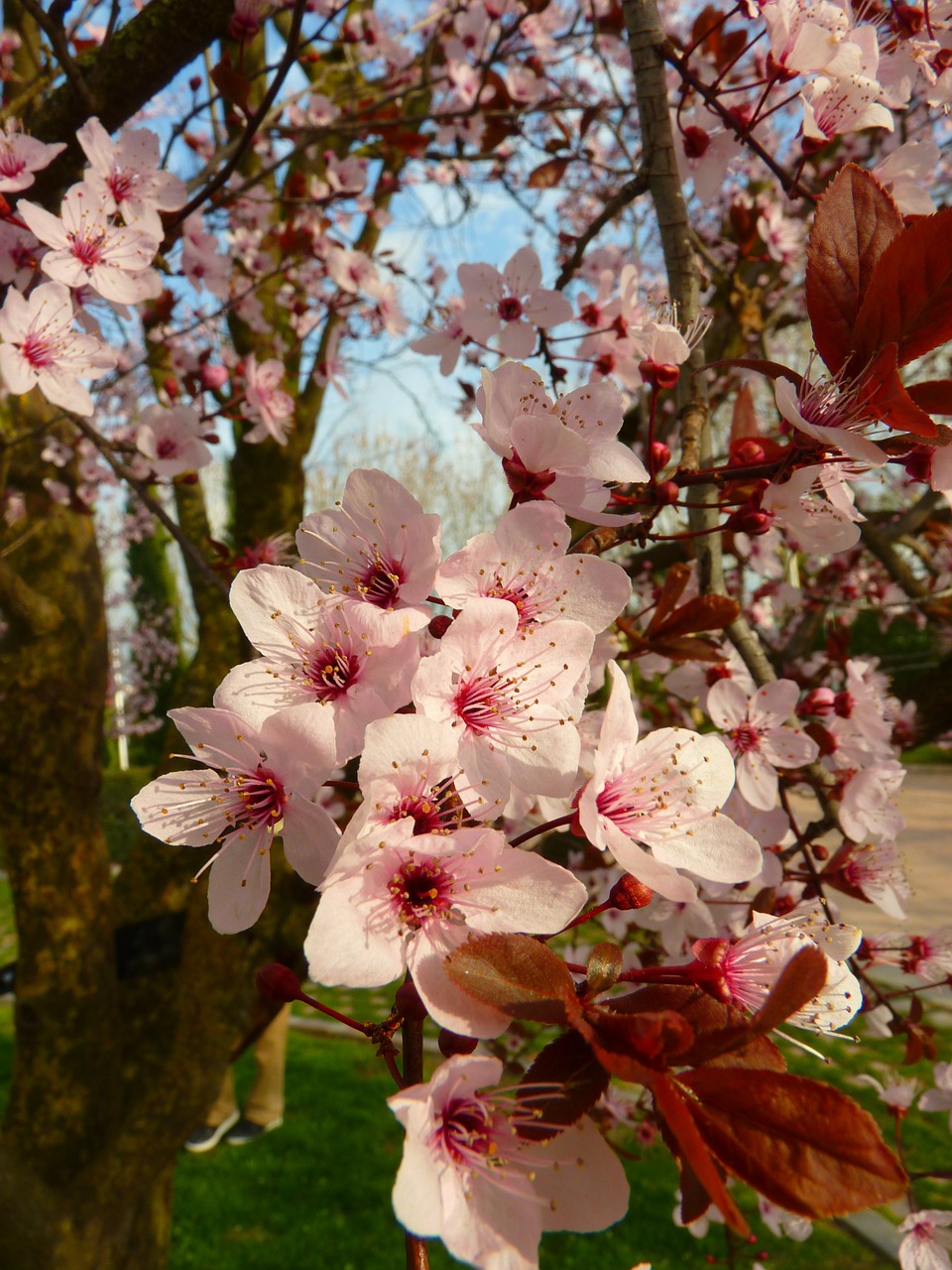 almond blossom blossom bloom free photo