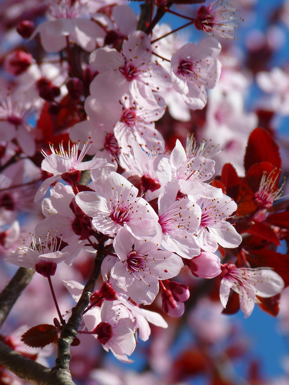 almond blossom cherry blossom japanese cherry trees free photo