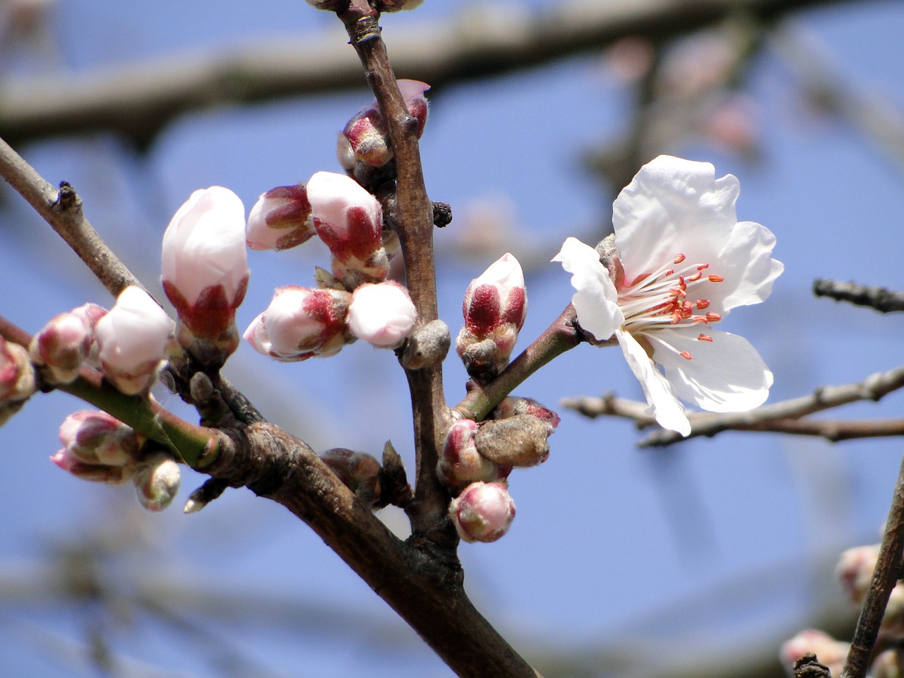almond blossom flowers almond tree free photo