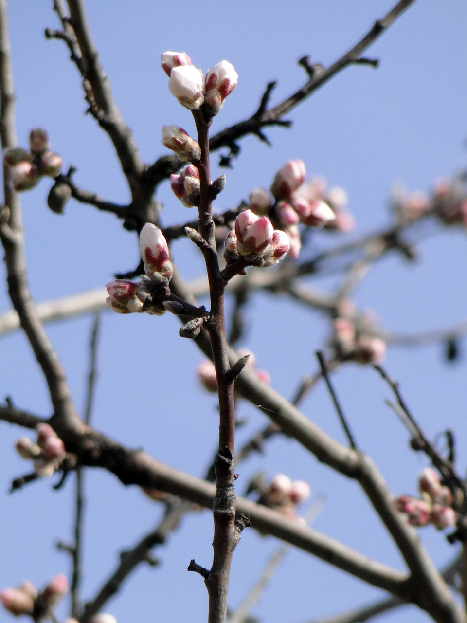 almond blossom flowers almond tree free photo