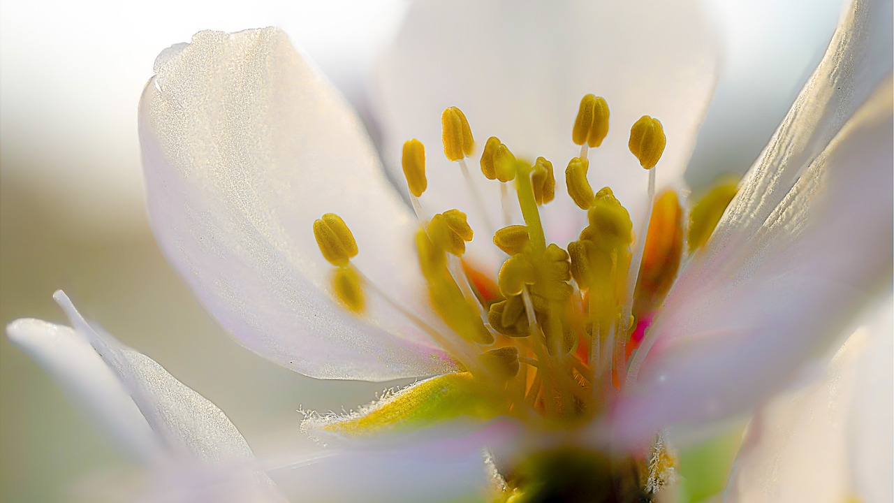 almond blossom spring free pictures free photo