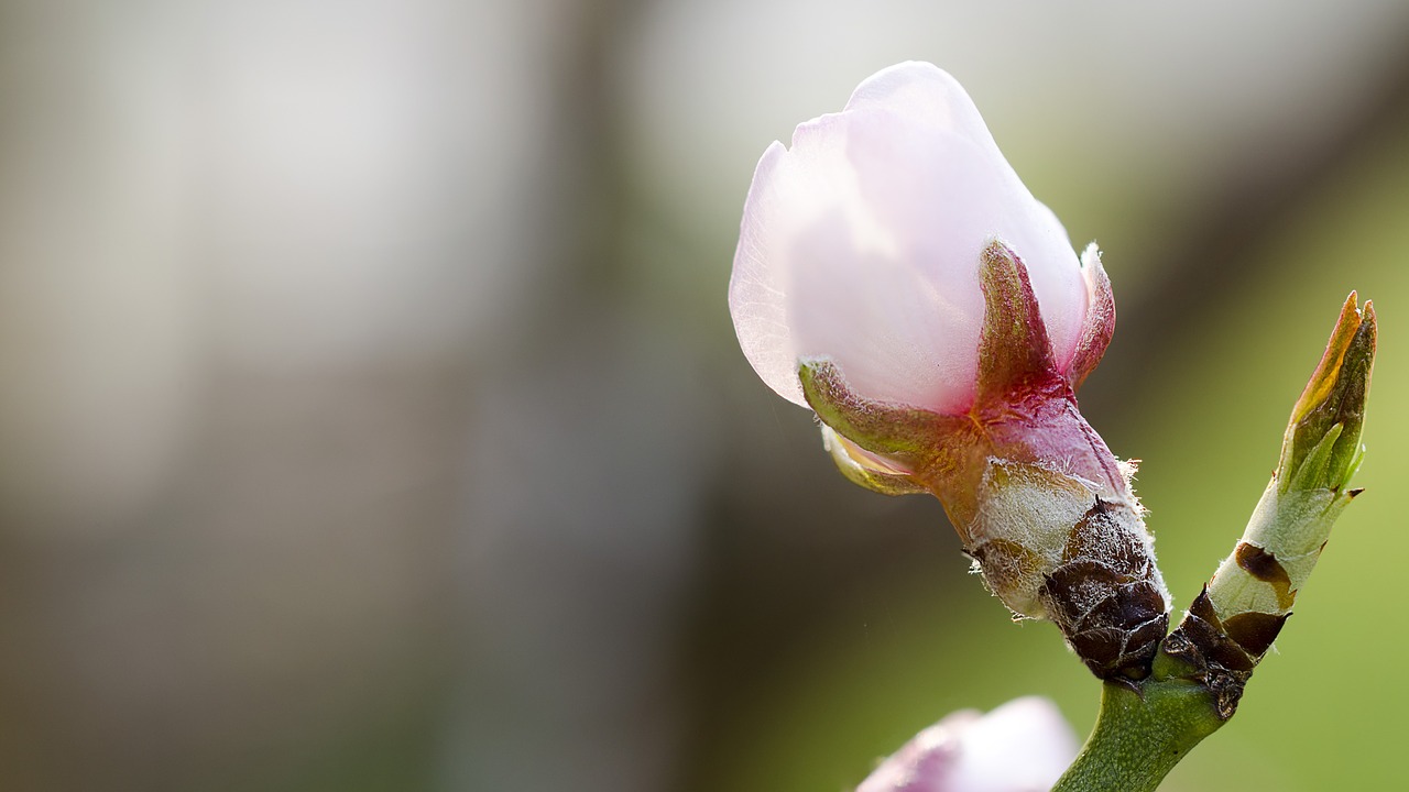 almond blossom spring free pictures free photo