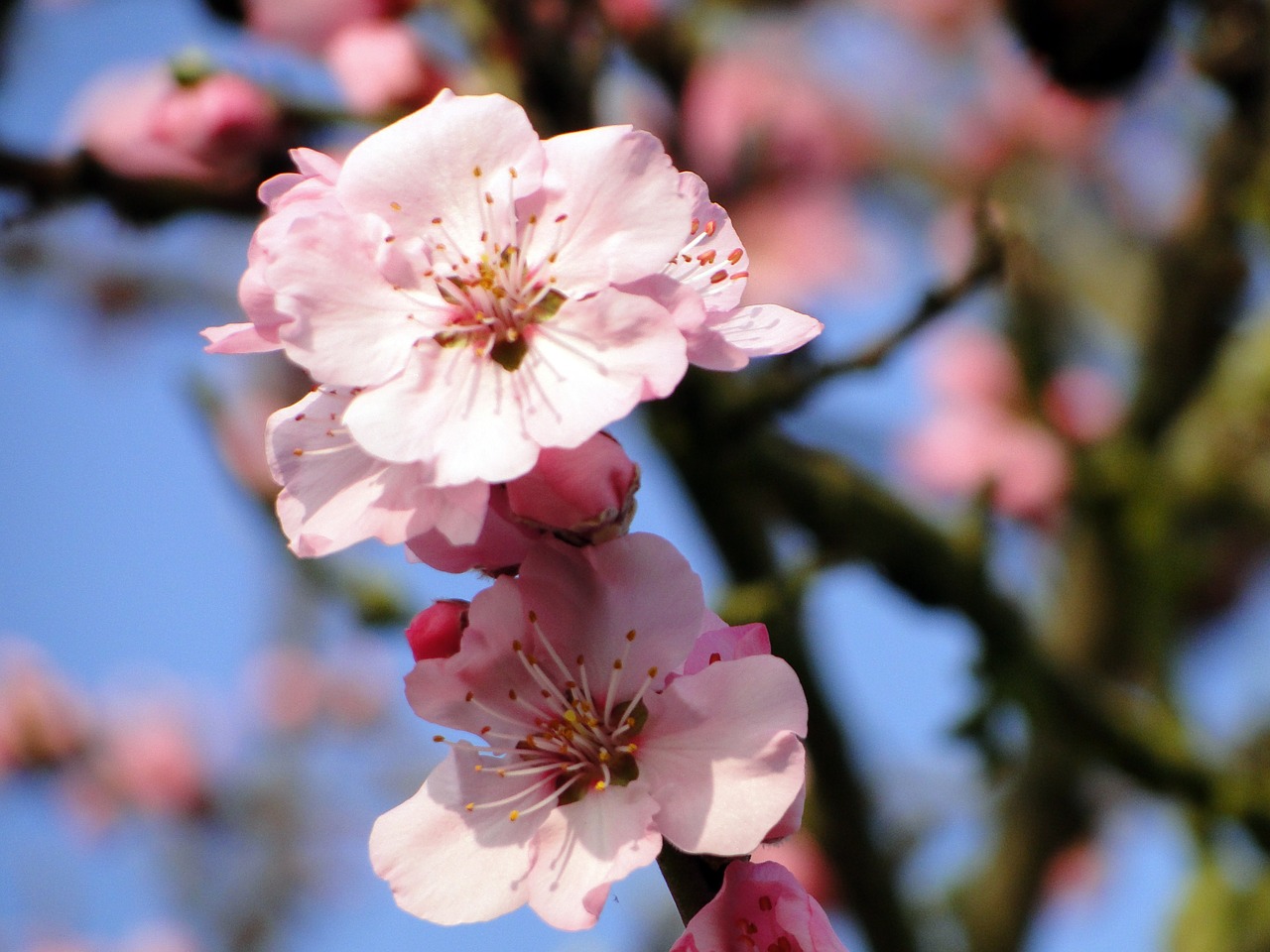 almond blossom frühlingsanfang flowering twig free photo
