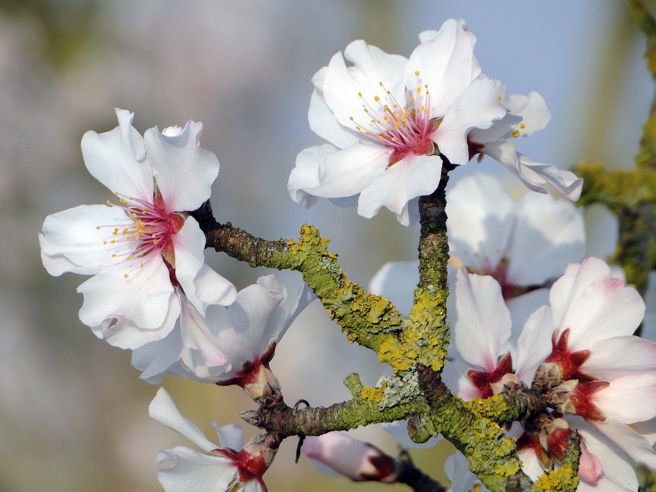 almond blossom frühlingsanfang flowering twig free photo