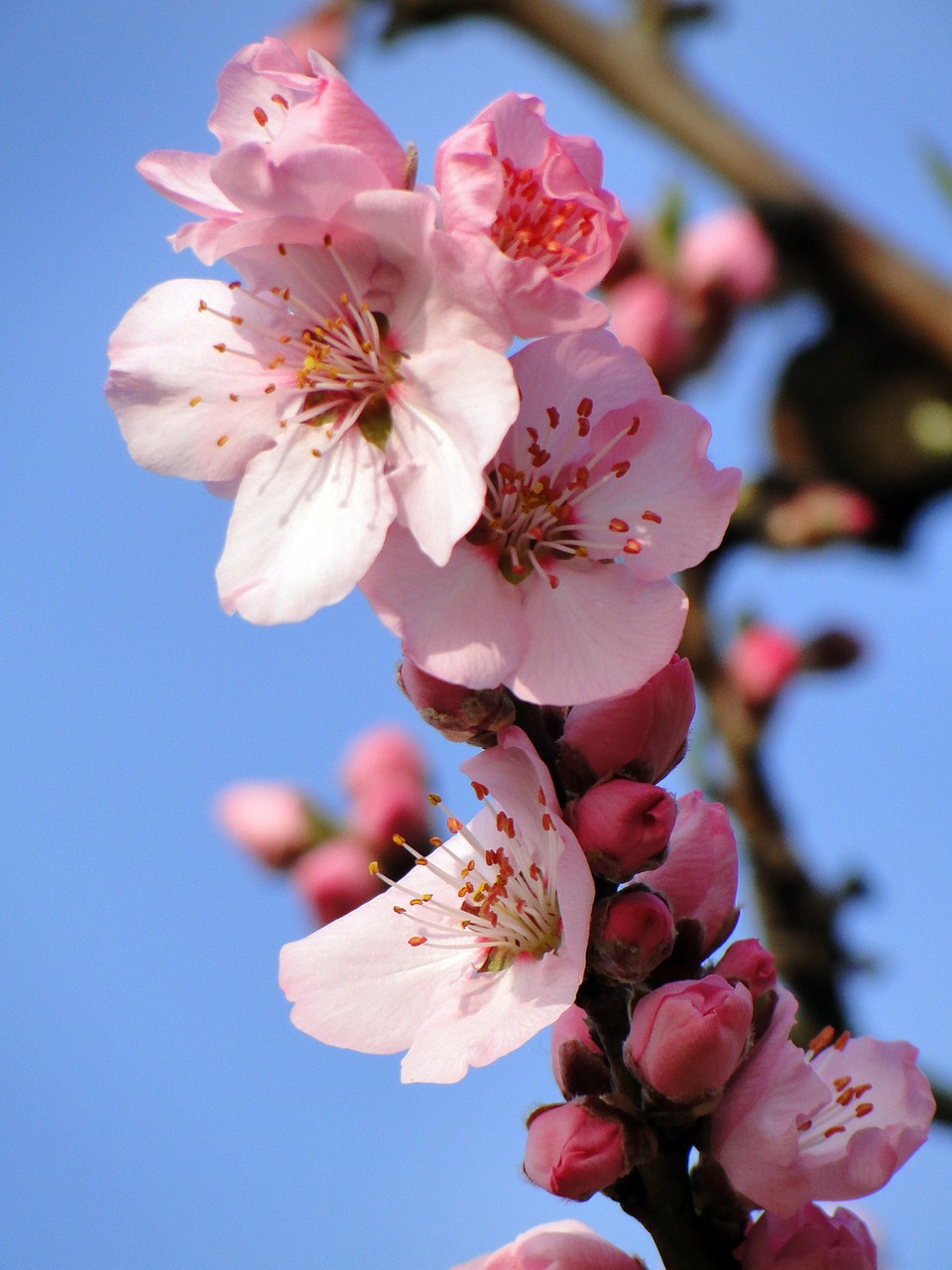 almond blossom frühlingsanfang flowering twig free photo