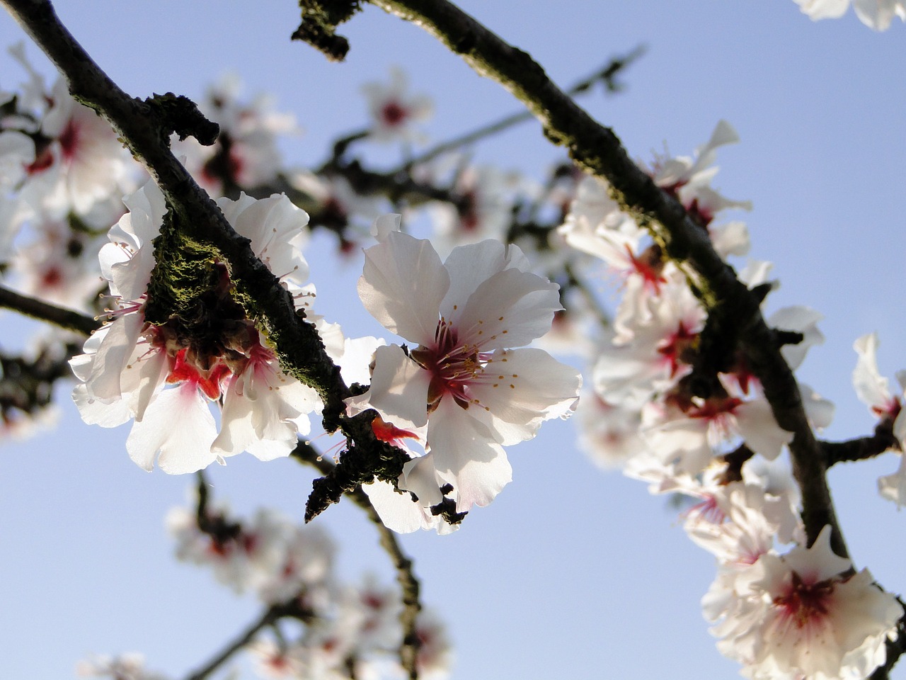 almond blossom frühlingsanfang flowering twig free photo