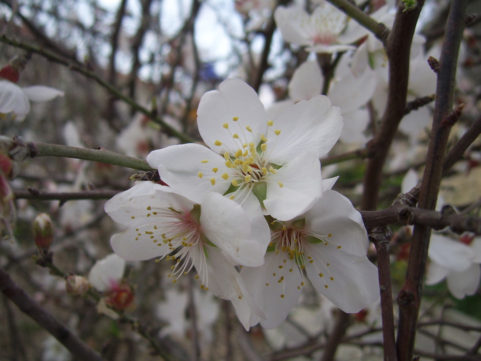 almond blossom spring free photo