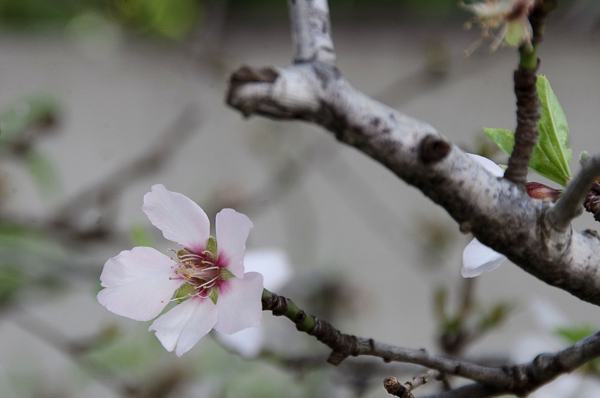 almond blossoms branches free photo