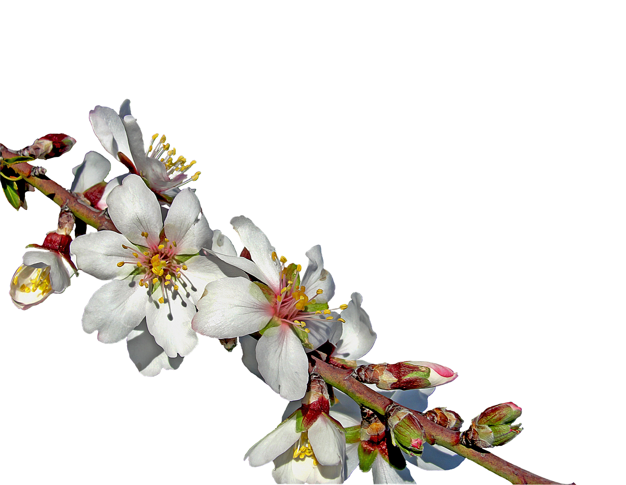 almond branch in bloom almond flower flowers free photo