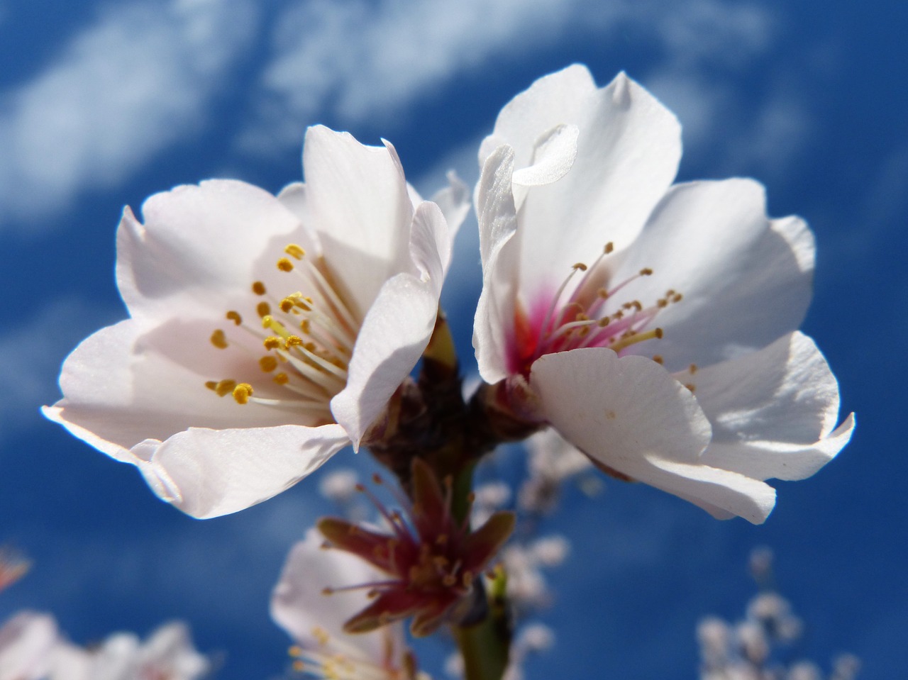 almond flower florir sky free photo