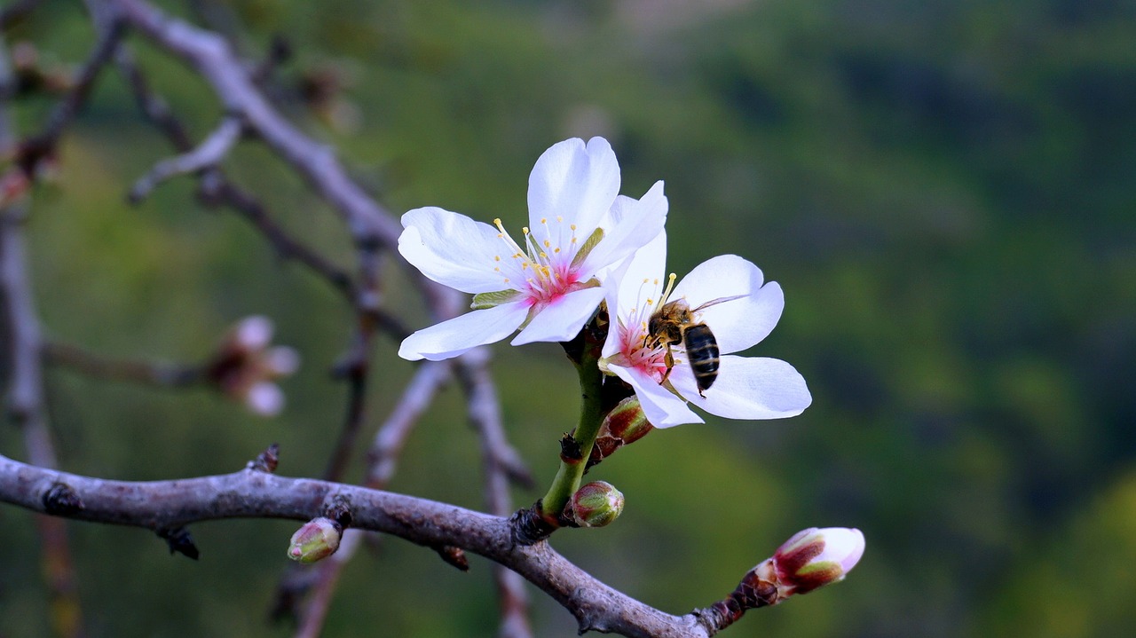 almond flower spring flowering free photo