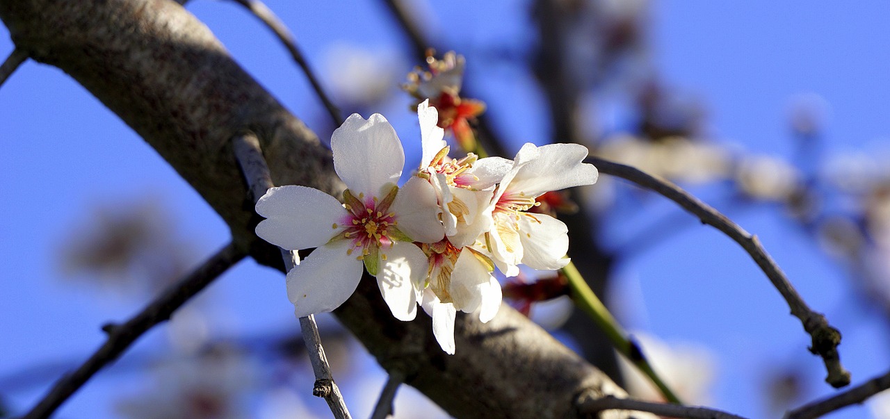 almond flower flowering spring free photo