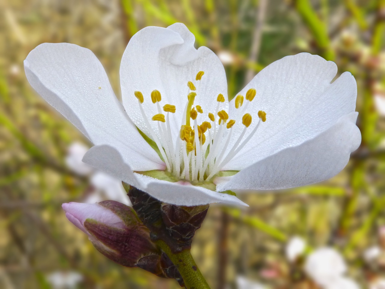 almond flower rocio detail free photo