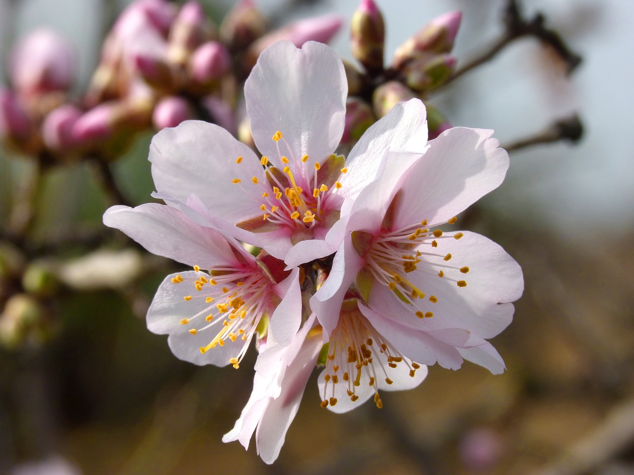 almond flower almond tree in blossom flowers free photo